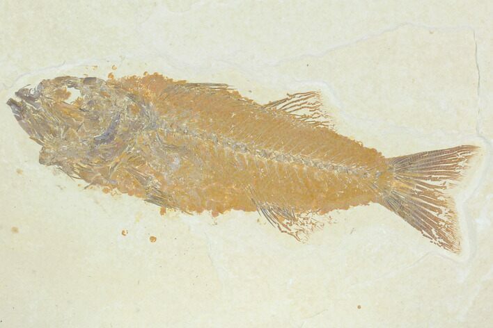 Fossil Fish (Mioplosus) - Uncommon Species #122735